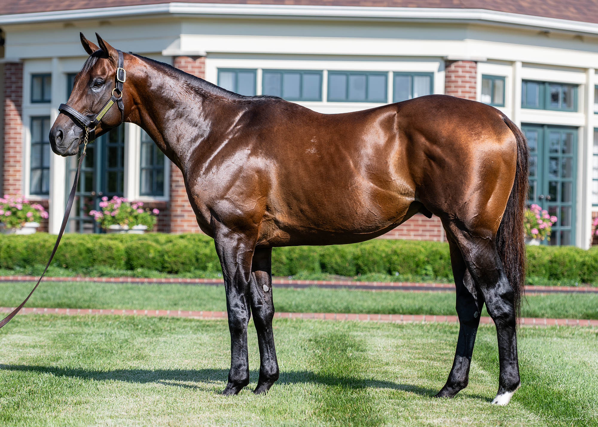 Senor Buscador conformation shot.