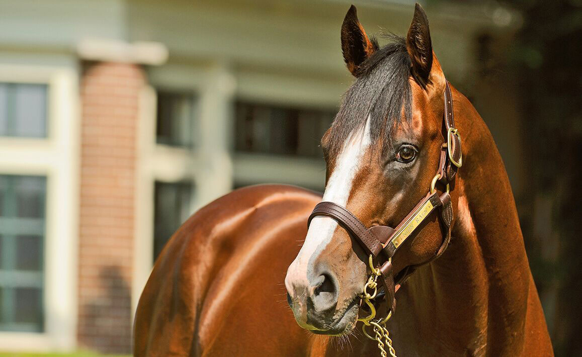 Image of Union Rags at Lane's End