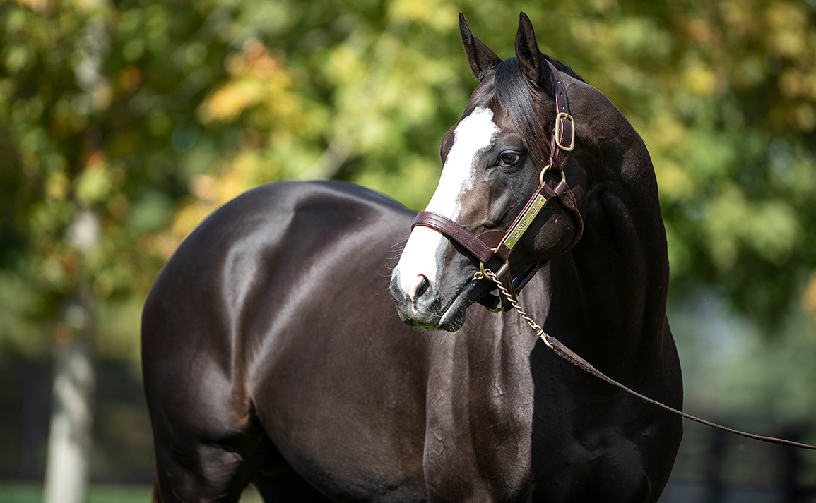 Honor A P Stallion