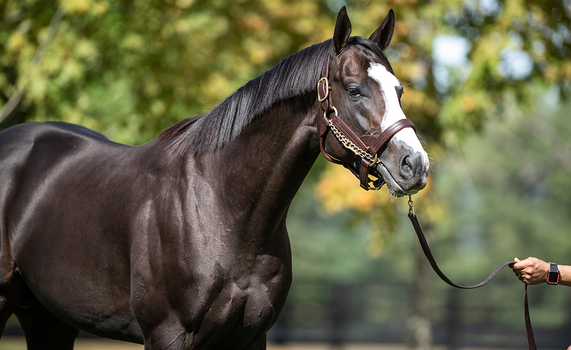 Honor A P Stallion