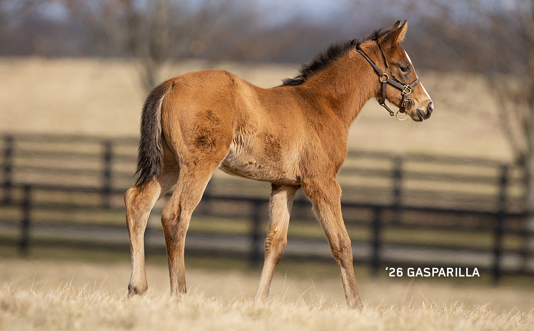 2026 filly out of Gasparilla