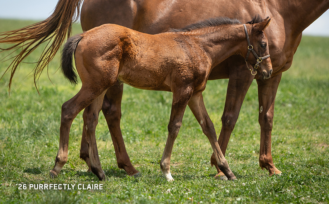 Filly out of Purrfectly Claire