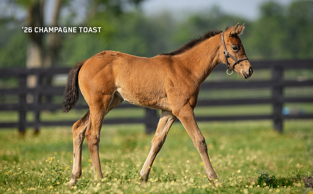 Filly out of Champagne Toast
