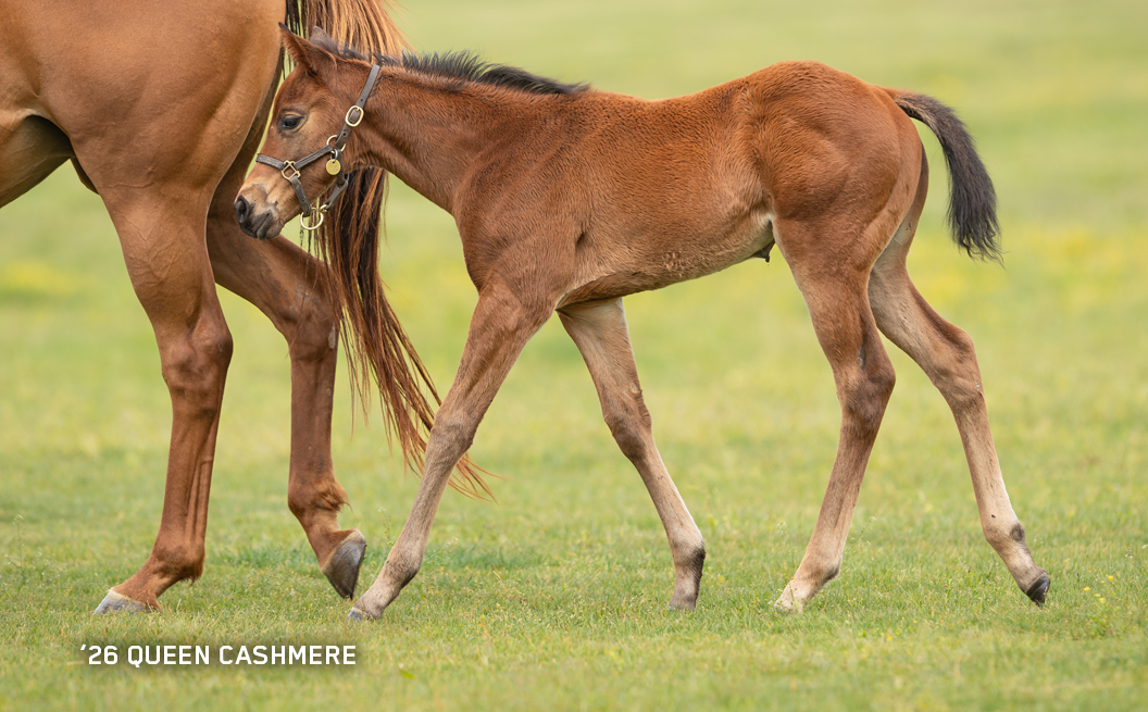 Filly out of Queen Cashmere