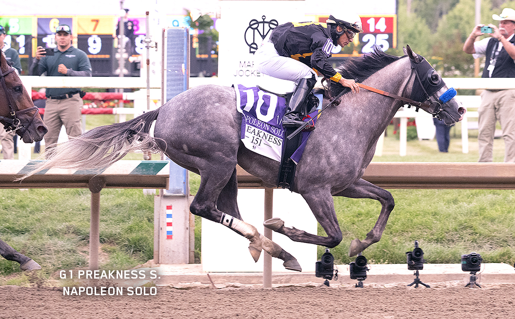G1 Preakness Winner Napoleon Solo