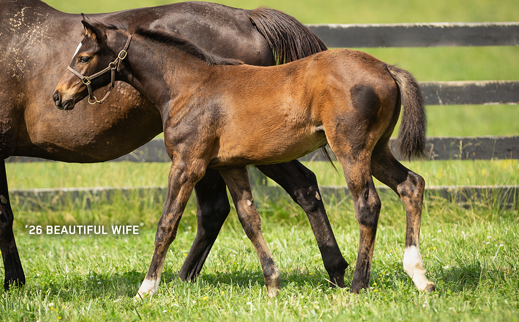Filly out of Beautiful Wife