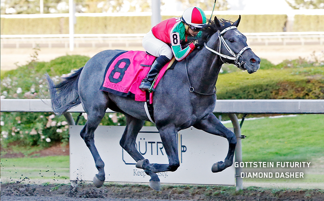 Stakes Winner Diamond Dasher