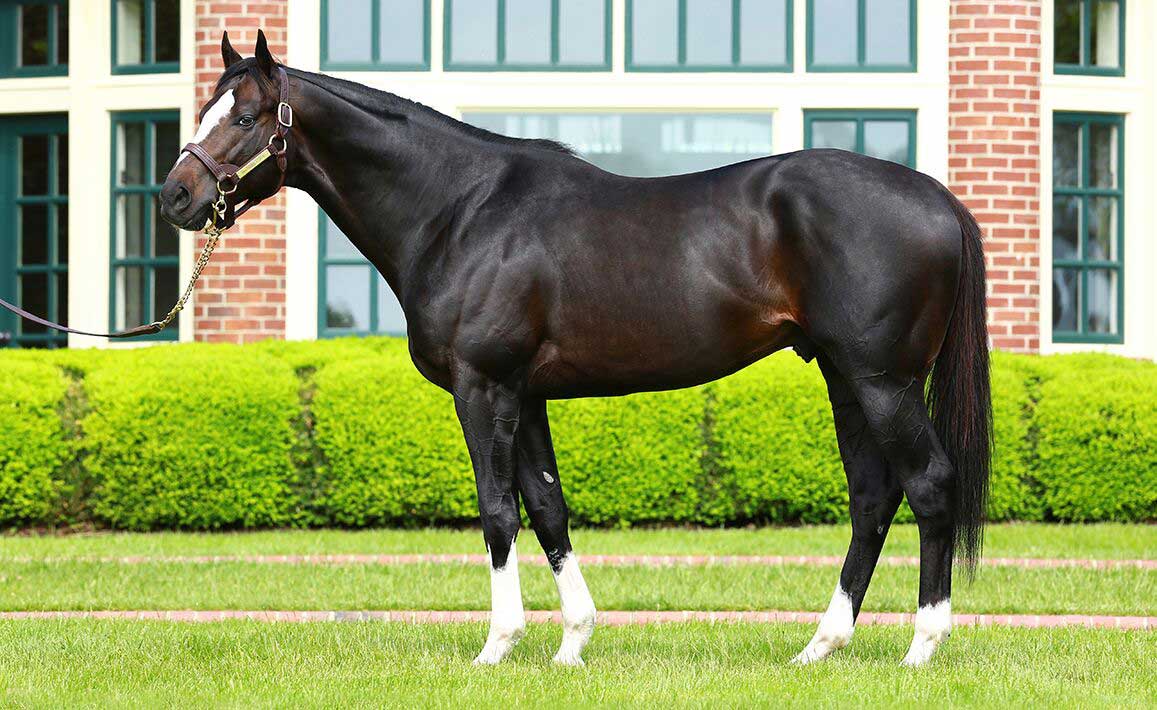 Honor Code conformation shot.