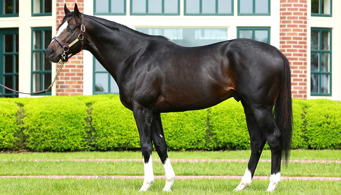 Honor Code conformation shot.